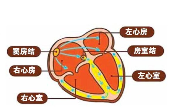 保健医识202208心脏的隐患——心律失常